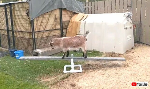 山羊 どこまで行けるかな と シーソーの上でバランスを試す マランダー