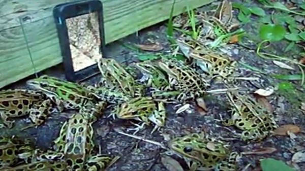 ぴょんぴょん きゃわぴょん ミミズの動画を見たカエルたちの反応 カエル にょろにょろ出演中 マランダー