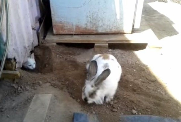 待ってろ今助けるから 穴を掘って猫を救出しようとするウサギ マランダー