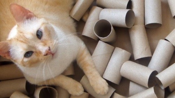 夏休み自由研究 トイレットペーパーでできる 猫用おもちゃを作ってみよう マランダー