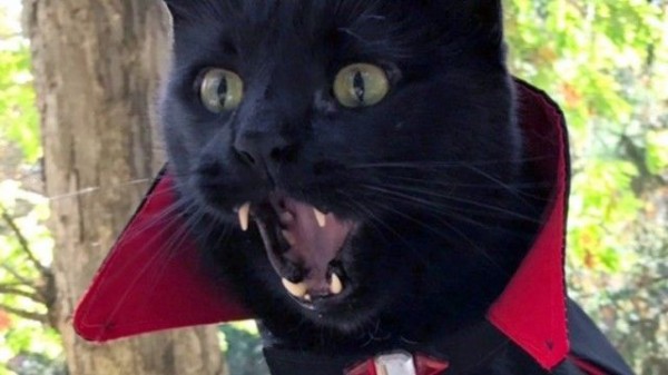 ヴァンパイア猫再び キバちらかわいい黒猫のモンクさん 今年はマントを羽織ってハロウィンに参加 マランダー