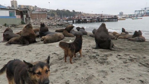 ガオー という吠え声がしっくりくる 海のライオン オタリアが野良犬に絡まれるの図 マランダー