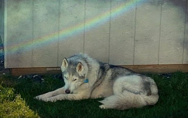 訃報 たくさんの笑顔をありがとう シベリアンハスキーのゼウス 虹の橋を渡る マランダー