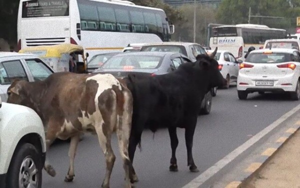 インドでは迷いウシが増えているらしい 渋滞中に目撃されたウシの姿 マランダー