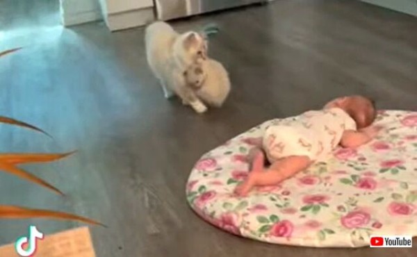 親猫 これがうちの子供よ 仲良くしてね と ニンゲンの赤ちゃんに子猫を見せに来る マランダー