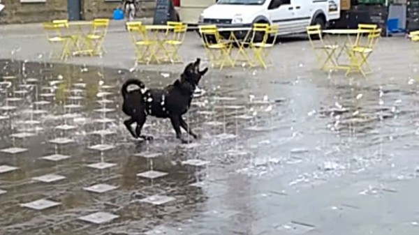 お水 お水 なにこれ めっちゃ楽しいやん 噴水に合わせた犬のダンスがやたら可愛い マランダー