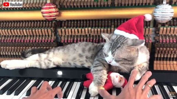 サンタ猫が街にやって来た ピアノの上でクリスマスソングを楽しむ猫 マランダー