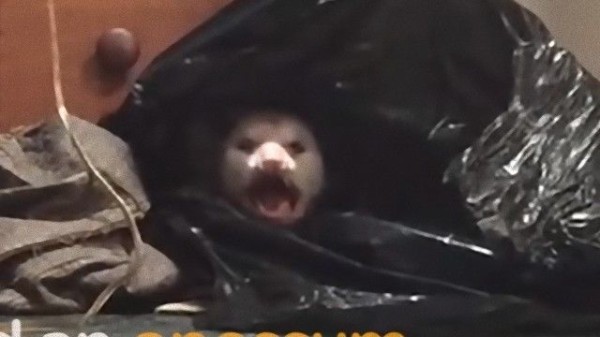 クローゼット開けたらオポッサム 民家に侵入していたオポッサムが守っていたものとは マランダー