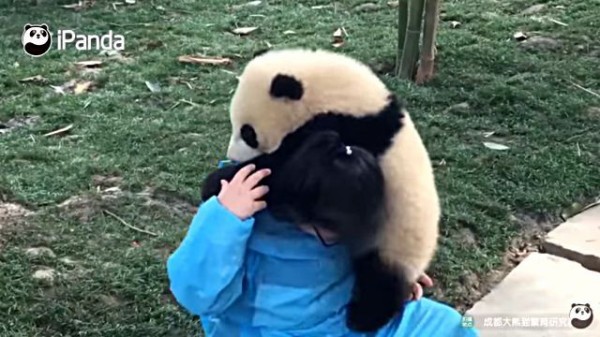 めっちゃ大変だけどめっちゃ楽しい パンダ飼育員メイさんの忙しくて幸せな一日をご紹介しよう マランダー