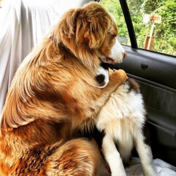 大きくなっても心は子犬 抱っこされていたい犬たち 甘えん坊な犬たちの画像集 マランダー