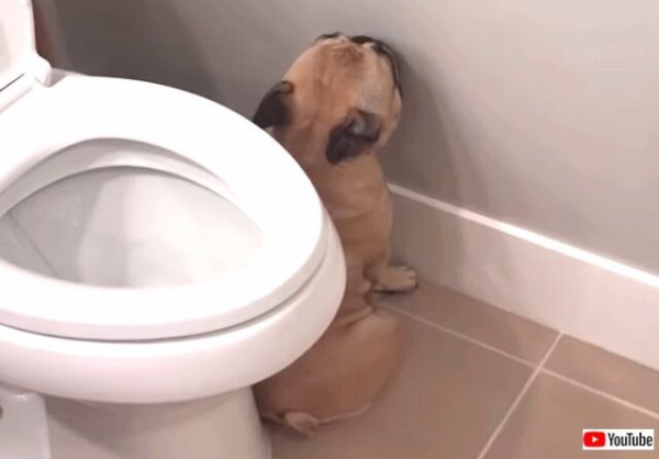 そこの犬たち バレてないワケないんだよ やっぱり誤魔化しきれなかったやらかしわんこ総集編 マランダー