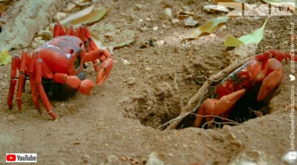スパイカメラがアカガニの大行進に潜入 クルマに轢かれそうになりながらも決死の撮影を続行する マランダー