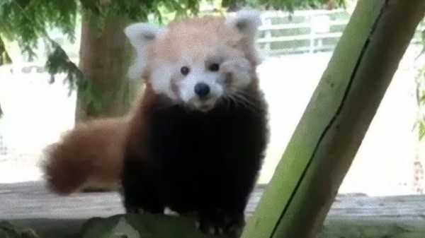 ヨークシャーの動物園でレッサーパンダの赤ちゃんが生まれたよ マランダー