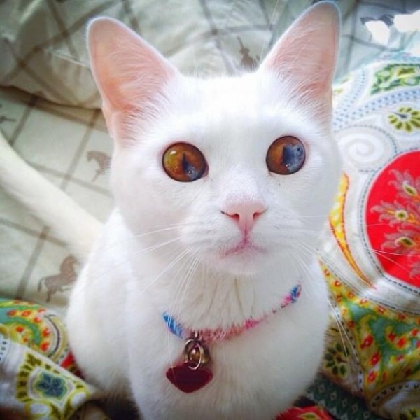 小さいけれどとっても神秘的 宝石のような瞳を持つ猫たち マランダー