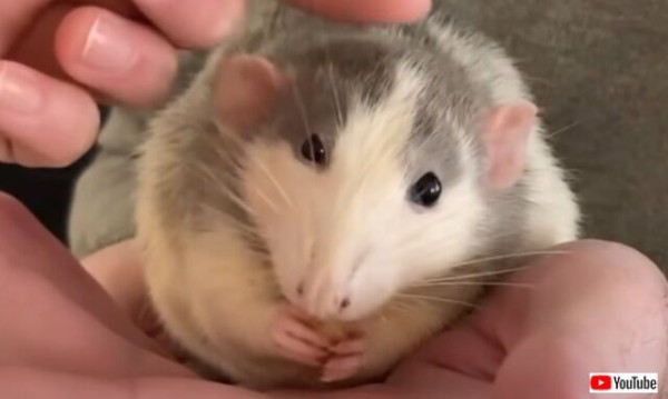 ネズミって実は子犬みたいに可愛かった 甘えん坊なファンシーラットのいる生活を見てみよう マランダー