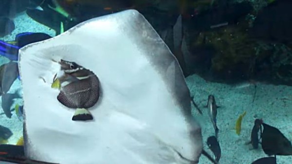 ちょ、待って待って、ロープロープ!」水族館の水槽の中で魚を食べよう
