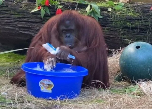 手洗い上手なオラウータン 見本を見せてあげるわ とブラシを使ってゴシゴシゴシ マランダー