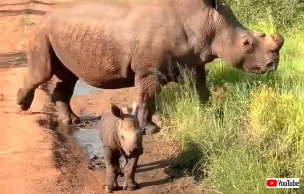 サイの赤ちゃん ねえねえ 何してるの と サファリツアーに向かって何度も突進する マランダー