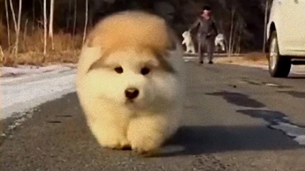 ころころころりん みんな元気に走り回るよ モコモコまんまるアラスカンマラミュートの子犬たち マランダー