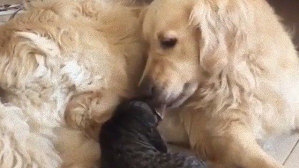 ガブっといってやる気満々 でも大丈夫 ゴールデンレトリバーと猫のじゃれ合いが一瞬ヒートアップ マランダー