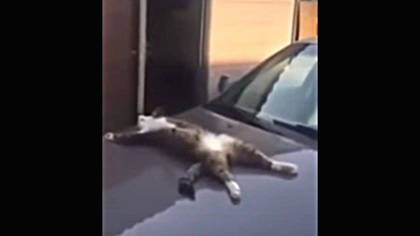 無防備にもホドがあるんじゃあるまいか 車のボンネットにぽんぽん丸出しで熟睡する猫 マランダー