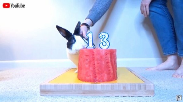 13歳のお誕生日おめでとう ウサギのピプキンさん スイカのバースデーケーキを美味しそうに食す マランダー