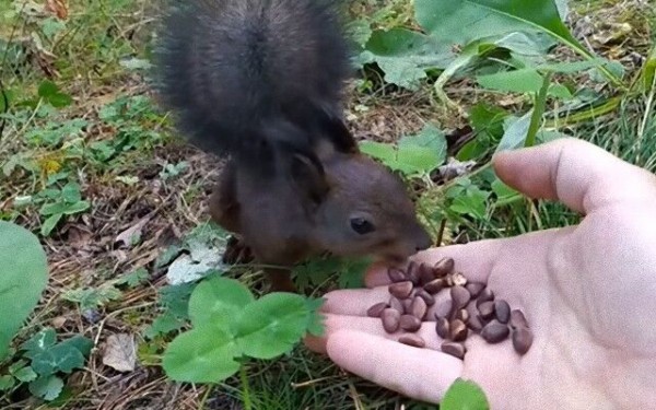 森で出会ったリス 人間のくれたナッツのおいしさに驚いて硬直 マランダー