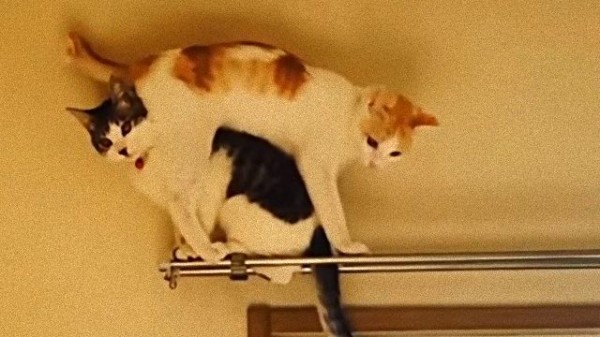 高いところはとりあえず 登ってみるのが礼儀にゃんにゃ クライマーな猫たちの映像総集編 マランダー