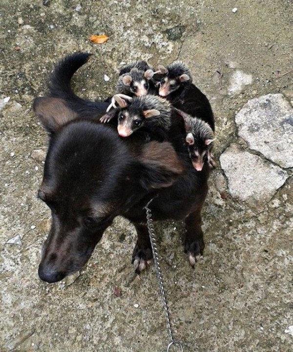 本当のお母さんみたい 犬に引き取られたオポッサムの赤ちゃんたちのお話をしよう マランダー