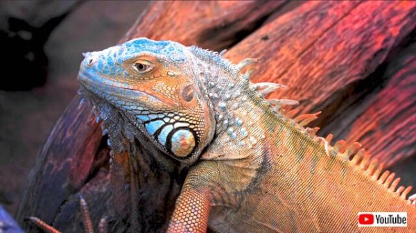この貫禄 この色彩 存在感たっぷりの美しいイグアナ総集編 マランダー