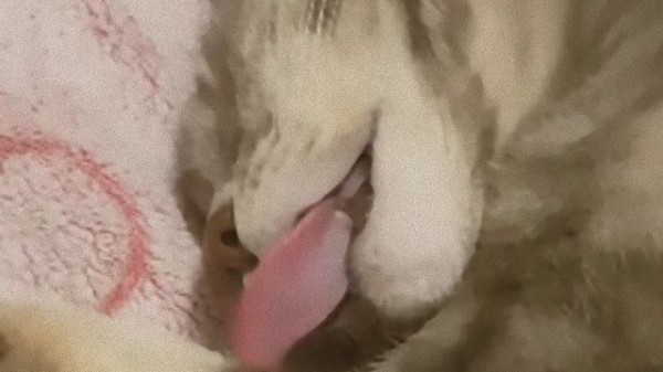 いったい何の夢を 睡眠中に舌舐めずりがやめられない止まらない猫 マランダー