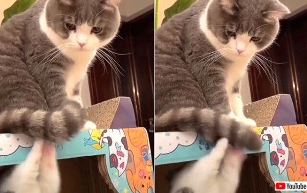 ママにゃんに甘える子猫のパワー全開！スーパーハイパーキティ