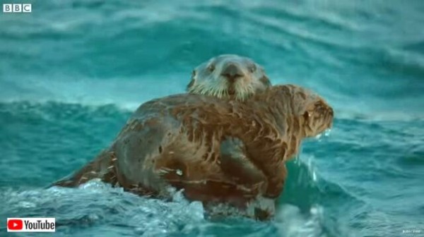 スパイカメラが映し出す氷河とラッコと海藻と 北の海に春が来るとこんな危険もやってくる マランダー