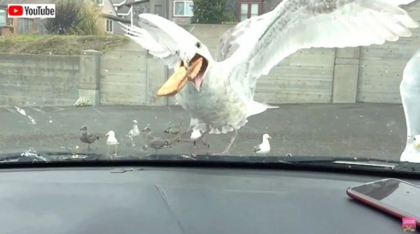 今週のベストペットたち お疲れ気味の夏の終わりは キュートな動物たちで和んじゃおう マランダー