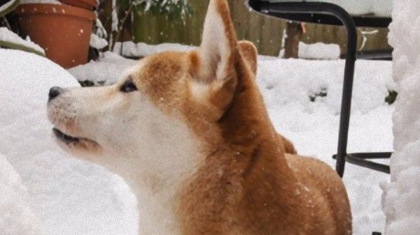 シアトルも雪 雪の日の犬たちは大喜びで外かけまわる マランダー