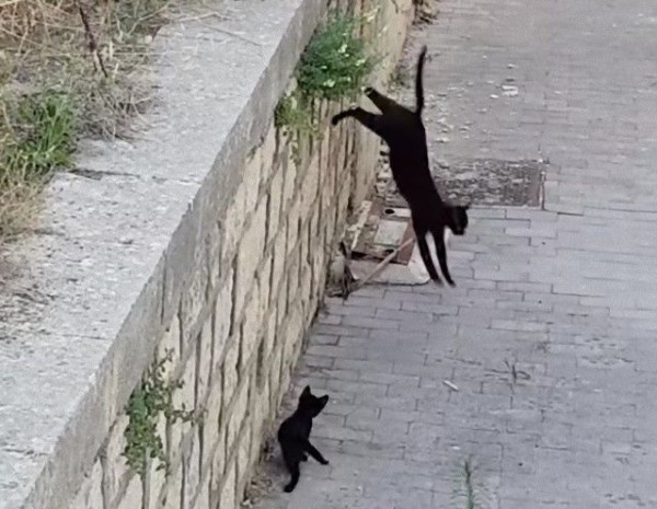 段差越しにはぐれてしまった母猫と子猫 再会の瞬間 マランダー