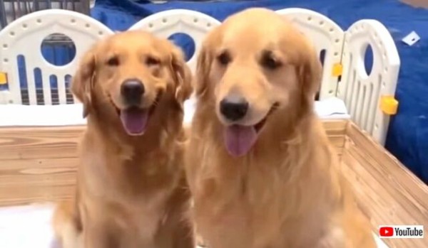 ママお疲れさま 頑張ったね 幸せいっぱいゴールデンの夫婦と子供たち マランダー