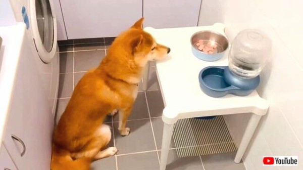 犬だって食べ物には感謝してるワン 食事の前に祈りを捧げる柴犬 マランダー