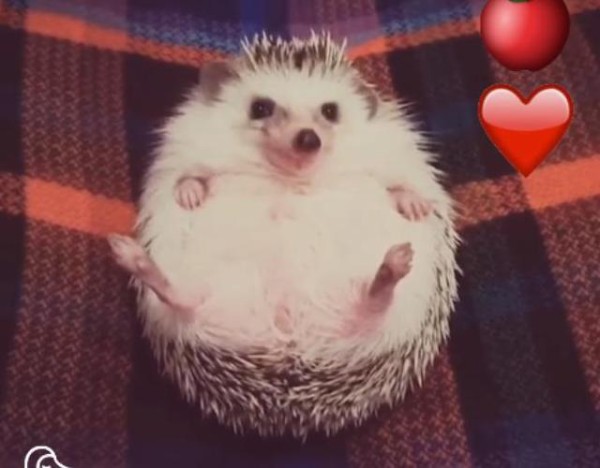 美味 美味じゃ ハリネズミ 初めてリンゴを食す マランダー