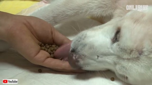 彼の名は 奇跡 高速道路で大ケガをした犬に その時本当に奇跡が起こった マランダー