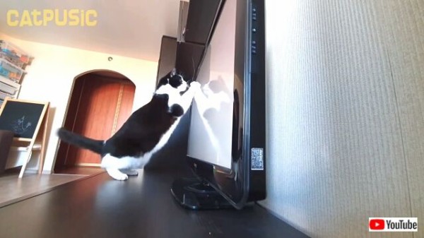 この猫をどうにかしてください ハチワレ猫の攻撃にテレビが忍耐の限界を迎えた模様 マランダー