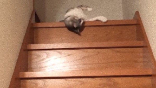 これは確定待ったなし 猫はやっぱり流動液体 流れるように階段を滑り落ちる猫 マランダー
