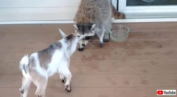 アライグマと子山羊がごっつんこ 可愛い頭突き対決の勝敗やいかに マランダー