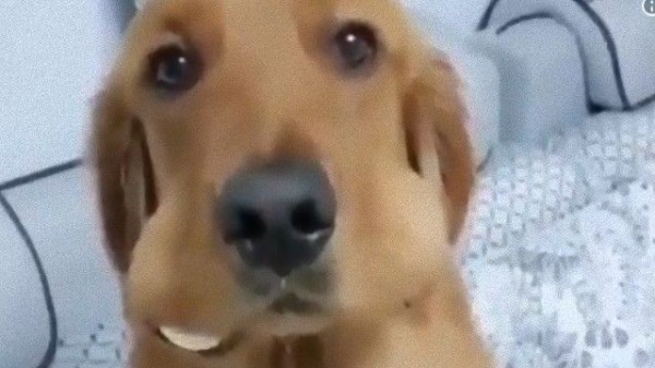 台所からゆで卵が消えただと 消えたゆで卵 愛犬の頬から発見された マランダー