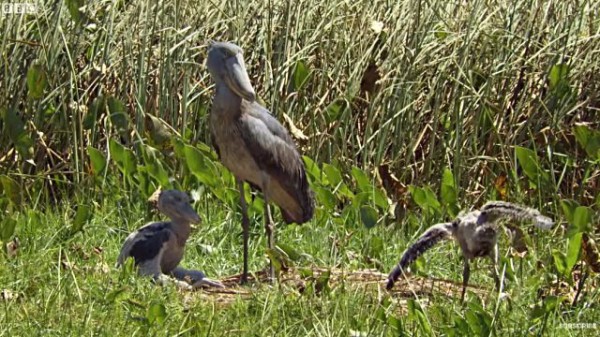 あのハシビロコウのダークサイドがあらわになった ヒナたちの命を懸けた生存競争 マランダー