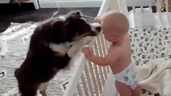 防犯カメラが映していたのはベビーシッター犬 赤ちゃんが泣くと面倒を見る犬が発見されたよ マランダー