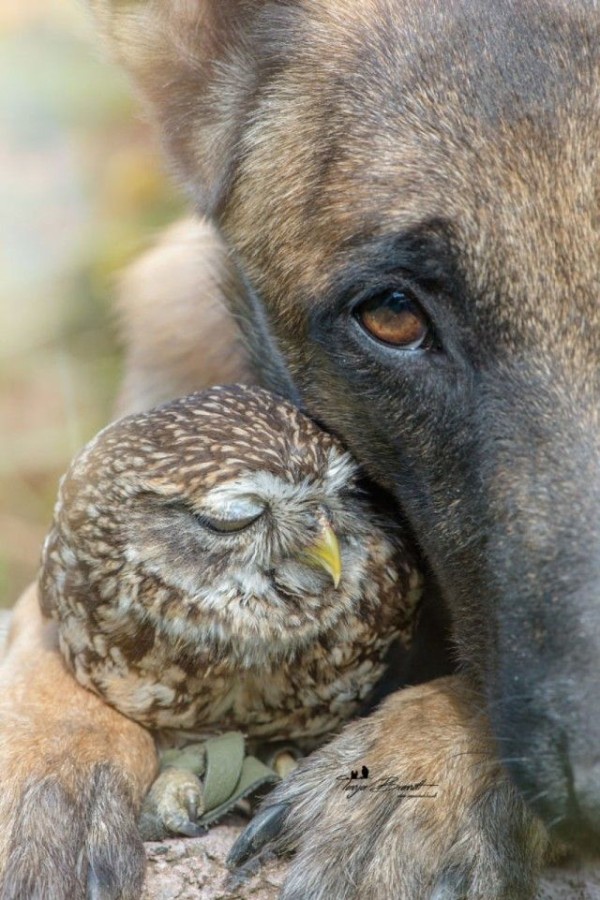 天翔ける翼と地を駆ける足 犬とフクロウの間に流れるやさしい時間をご覧ください マランダー