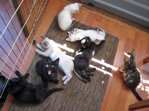 猫の鳴きまねをして猫を呼び寄せてみたところ、なんととっても大所帯 