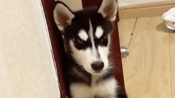 お鼻を押すと鳴き声が小さくなる ボリュームコントローラー機能が搭載されたハスキーが発見された マランダー