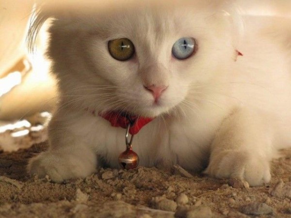 金目銀目の印象的な瞳たち。オッドアイの猫たちをご覧ください